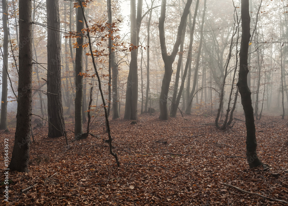 Bergwald im Nebel Bergwald im Nebel