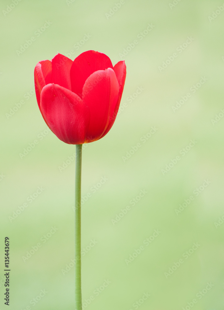 Tulip Tulip