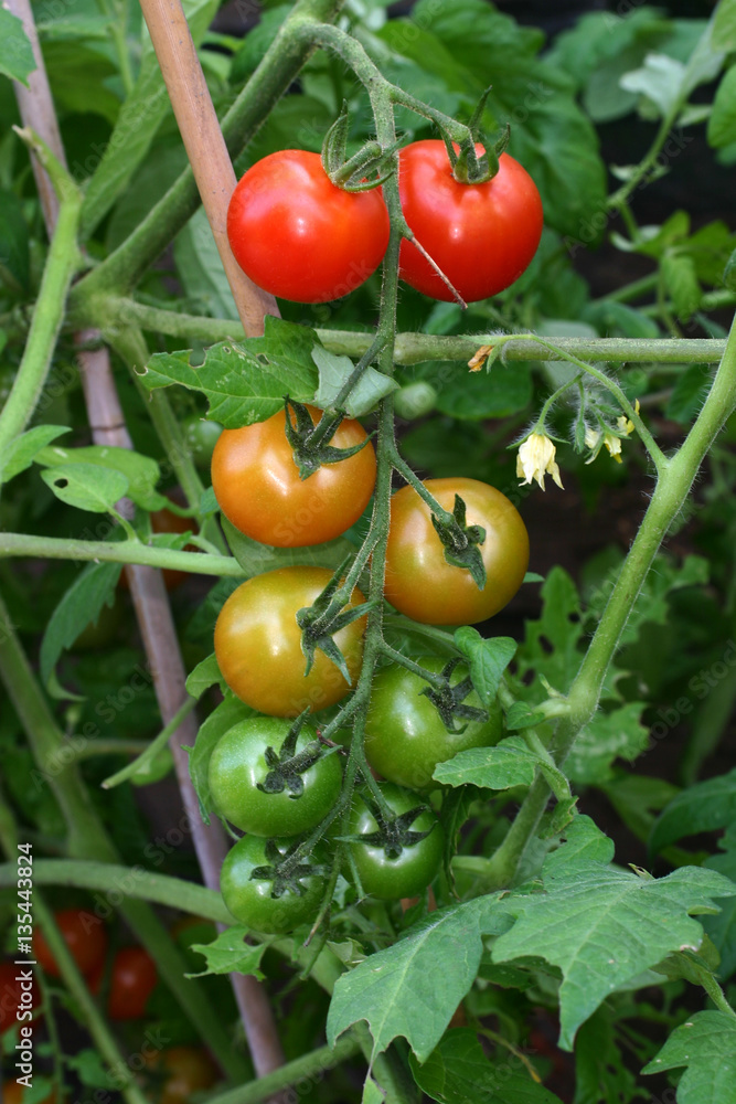Bunch of tomatoes on plant both green and red.