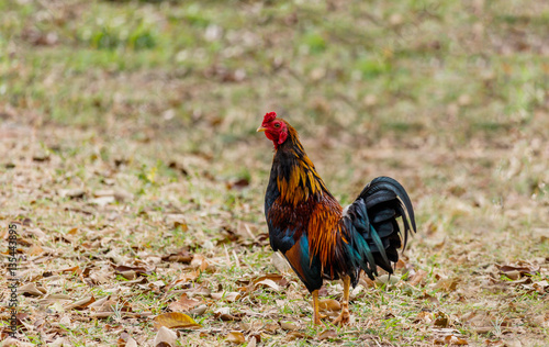 colorful rooster on nature background © sanpom