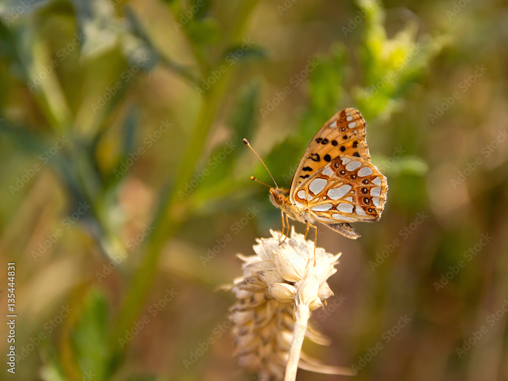 colorful butterfly resting on field colorful butterfly resting on field