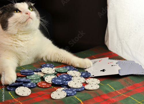 Cat playing poker