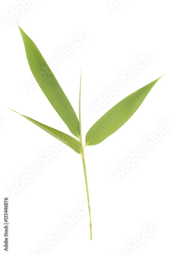 Fototapeta Naklejka Na Ścianę i Meble -  Bamboo leaves