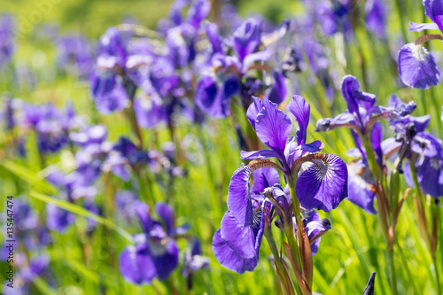 Fototapeta Naklejka Na Ścianę i Meble -  Flowers irises in the garden