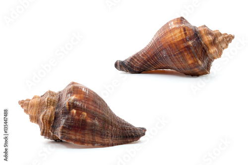 Sea shell isolate on white background