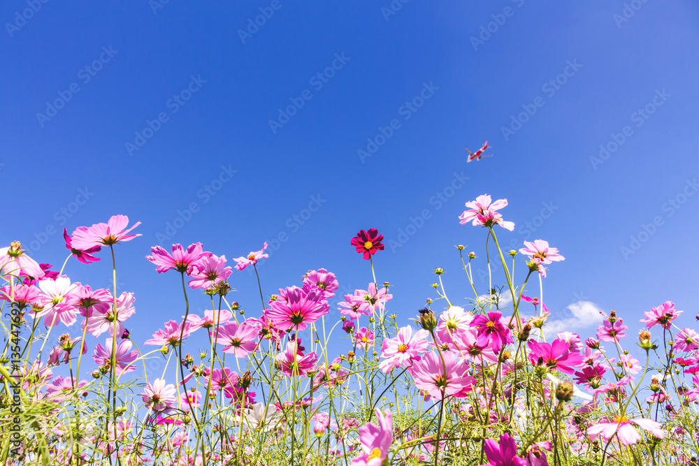 Cosmos Flower field with sky,spring season flowers Cosmos Flower field with sky,spring season flowers