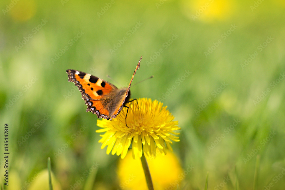 Obraz premium colored butterfly on the meadow