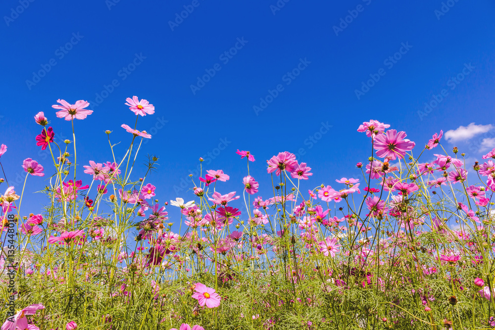 Cosmos Flower field with sky,spring season flowers Cosmos Flower field with sky,spring season flowers
