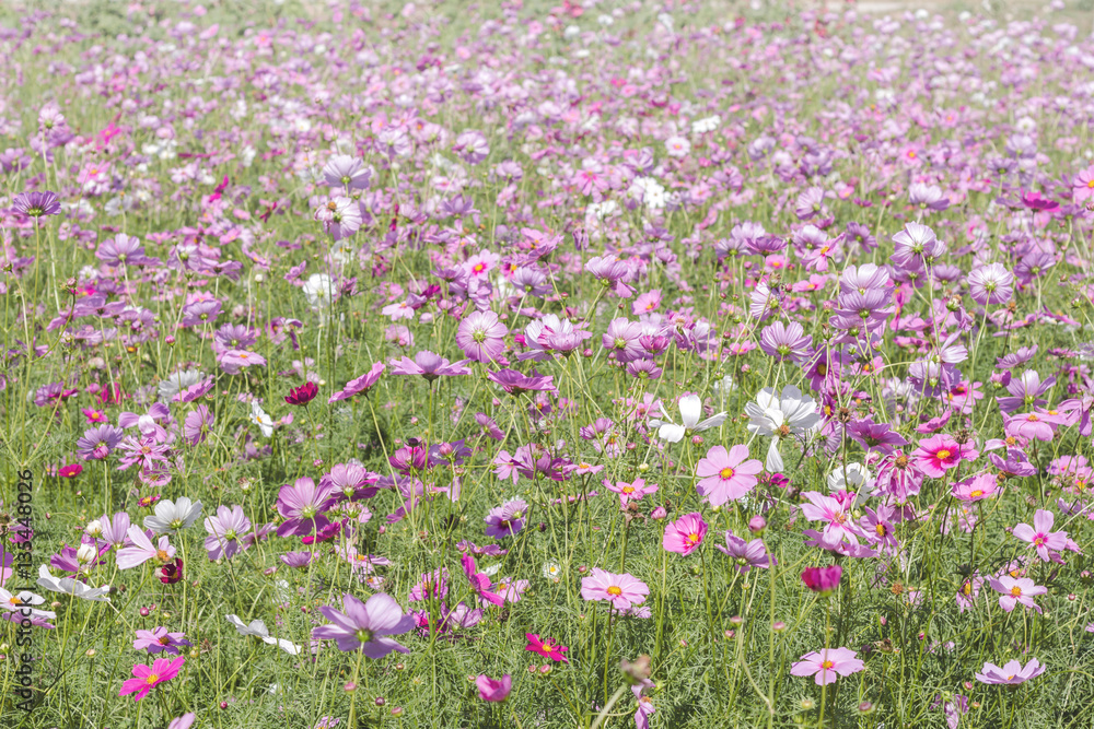 Cosmos Flower field with sky,spring season flowers Cosmos Flower field with sky,spring season flowers
