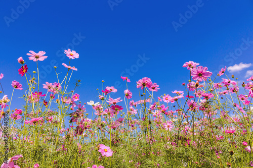 Fototapeta Naklejka Na Ścianę i Meble -  Cosmos Flower field with sky,spring season flowers
