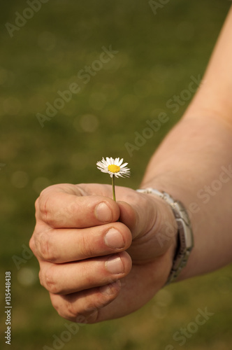 Holding a daisy
