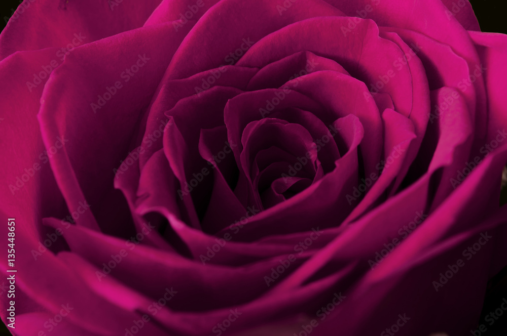 Rose Rose