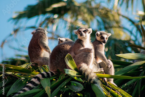 Ring-tailed Lemur (Lemur catta) photo