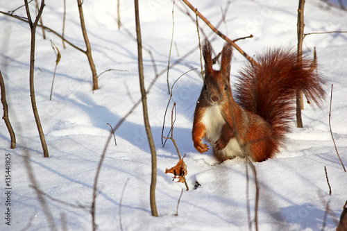 Cute fluffy squirrel eating nuts on a white snow in the winter f