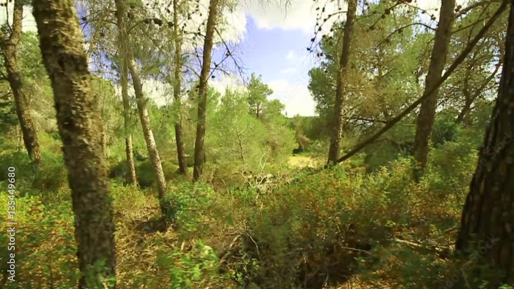 Slow motion video on a slider in the forest Slow motion video on a slider in the forest