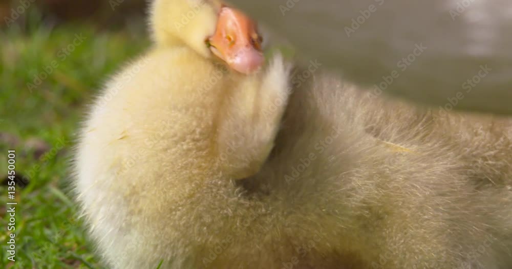 Greylag Goose Chick preens wing feathers Greylag Goose Chick preens wing feathers