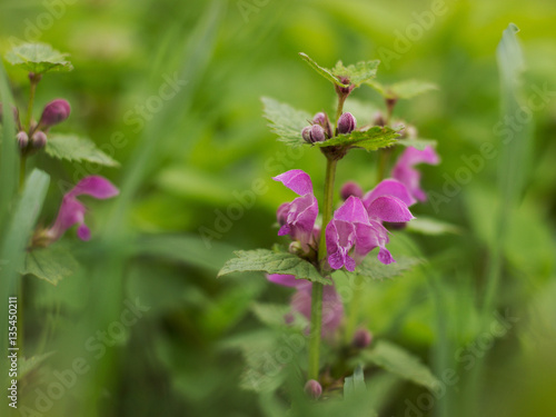 purple deadnettle flowering in the meadow