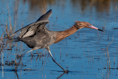 Reddish Egret Behavior at Merritt Island National Wildlife Refuge photo