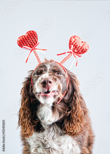 Cute springer spaniel dog with valentine hearts headband