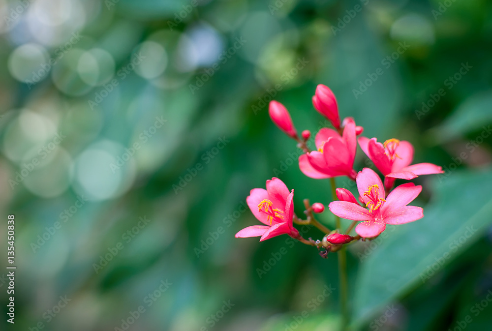 Jatropha integerrima flower, Peregrina or Spicy Jatropha, soft floral background Jatropha integerrima flower, Peregrina or Spicy Jatropha, soft floral background