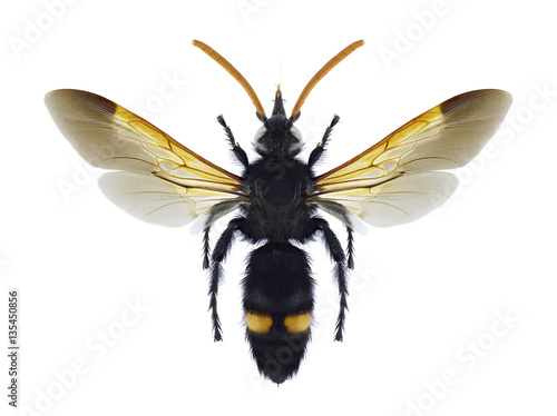 Wasp Megascolia bidens (male) on a white background photo