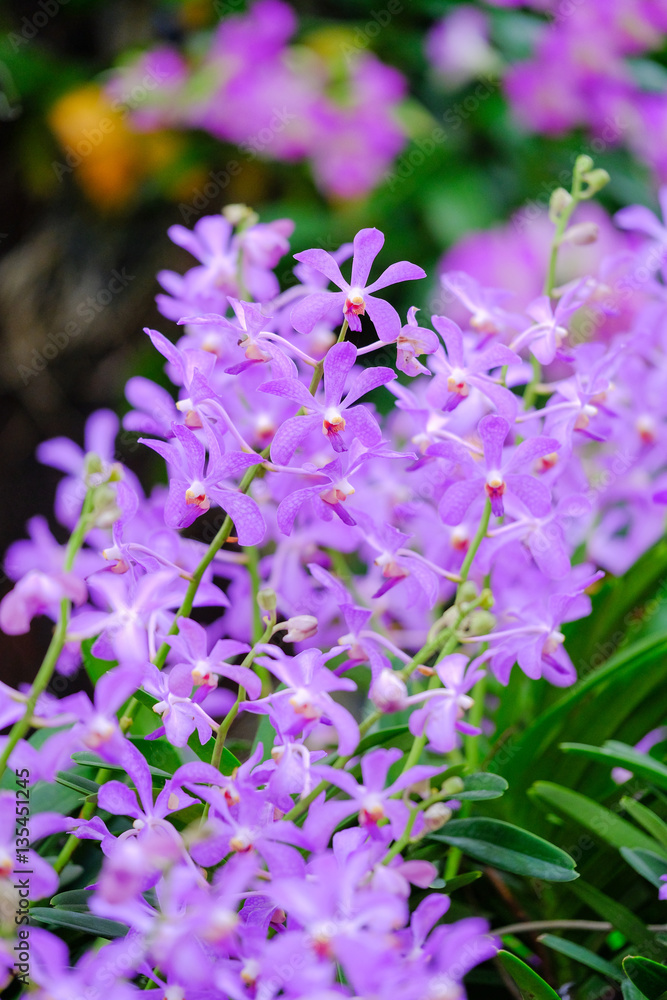 Obraz premium Orchid beautiful in garden at Thailand