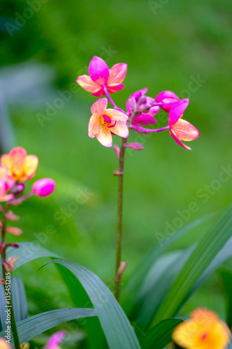 Orchid beautiful in garden at Thailand