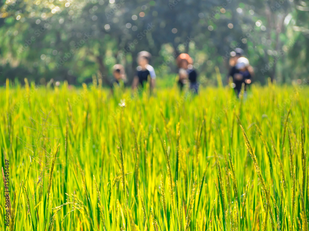 Rice Paddy Field with blurry background of people was walking. Rice Paddy Field with blurry background of people was walking.