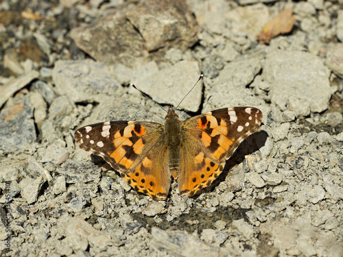 butterfly (Vanessa cardui) resting on stones