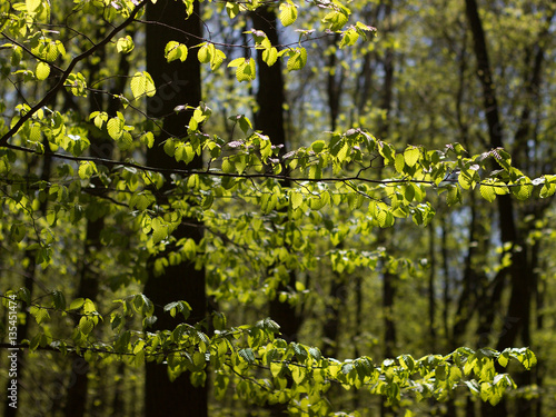 Fototapeta Naklejka Na Ścianę i Meble -  new green leaves in spring forest