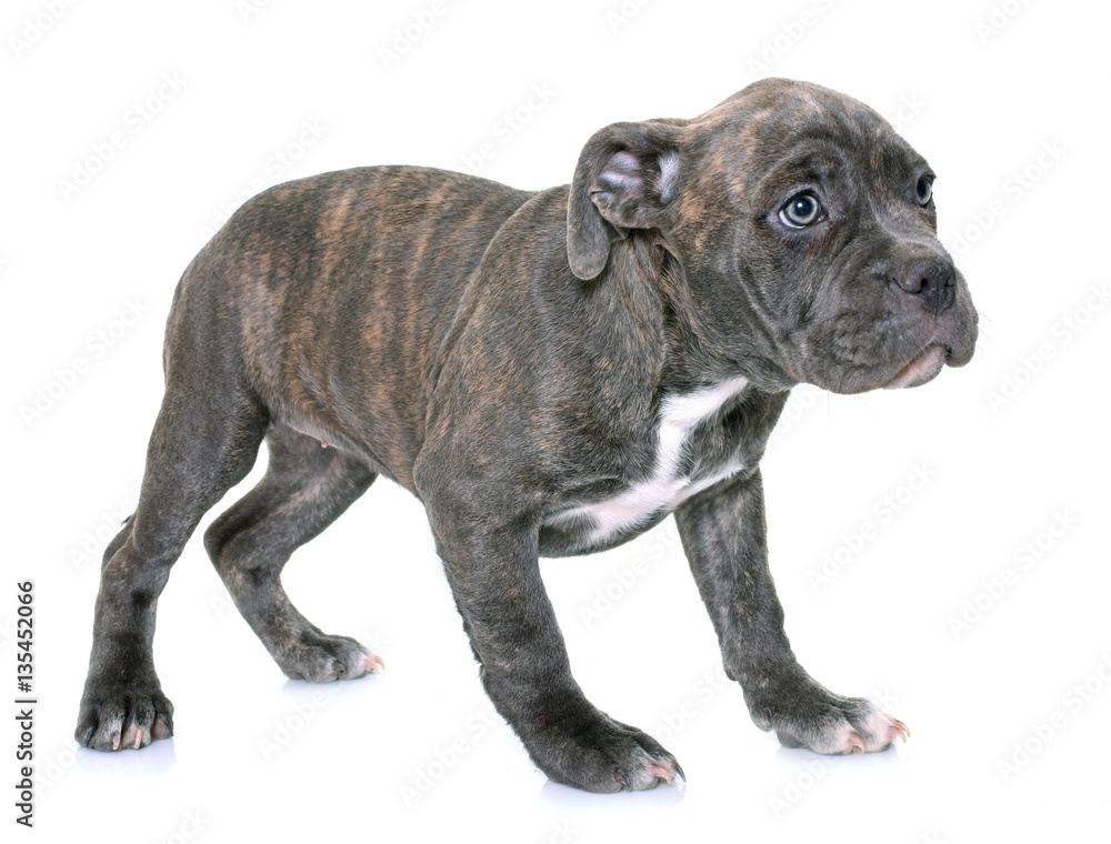 Naklejka premium puppy american staffordshire terrier