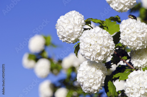 viburnum flowers in spring photo