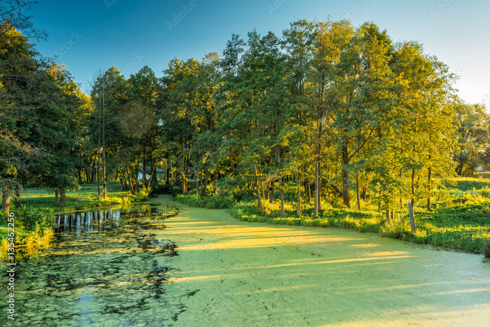 Obraz premium Scenic View Of Summer Sunny Forest Woods And Wild Bog. Nature.