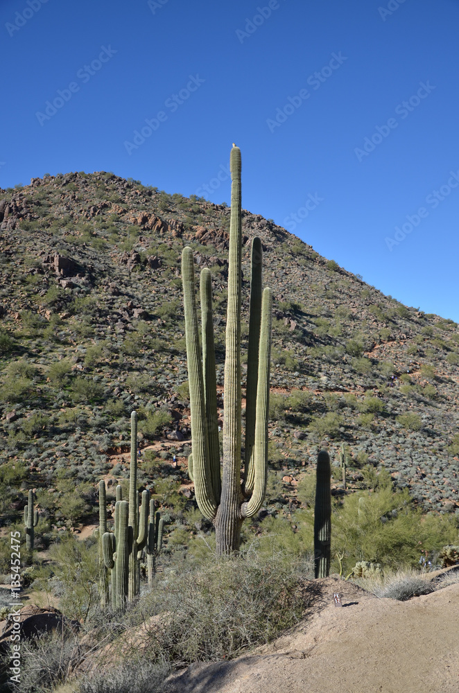 Pinnacle Peak