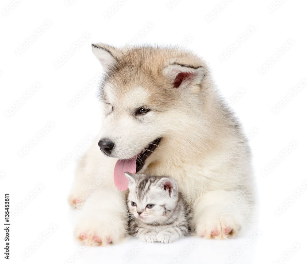 Puppy embracing scottish kitten. isolated on white background