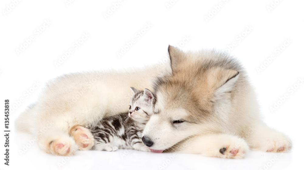 Tabby kitten lying with Alaskan malamute puppy. isolated on white