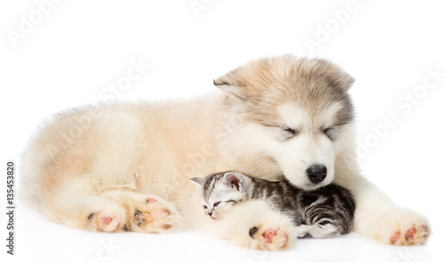 Puppy lying with a sleeping kitten. isolated on white background © Ermolaev Alexandr