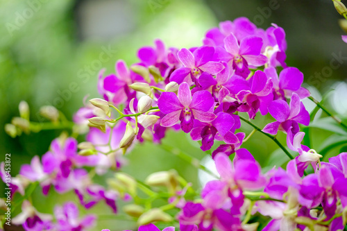 Orchid beautiful in garden at Thailand