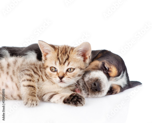 Tiny kitten lying with sleeping basset hound puppy. isolated on white