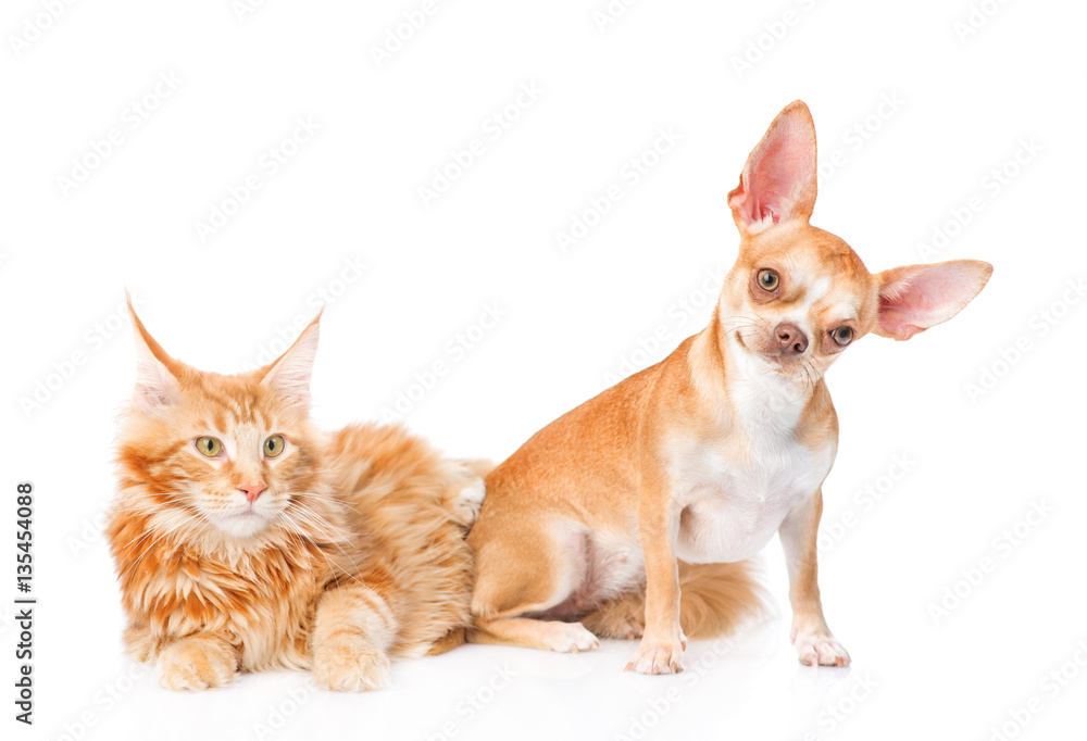 Little puppy and maine coon cat together. isolated on white Little puppy and maine coon cat together. isolated on white