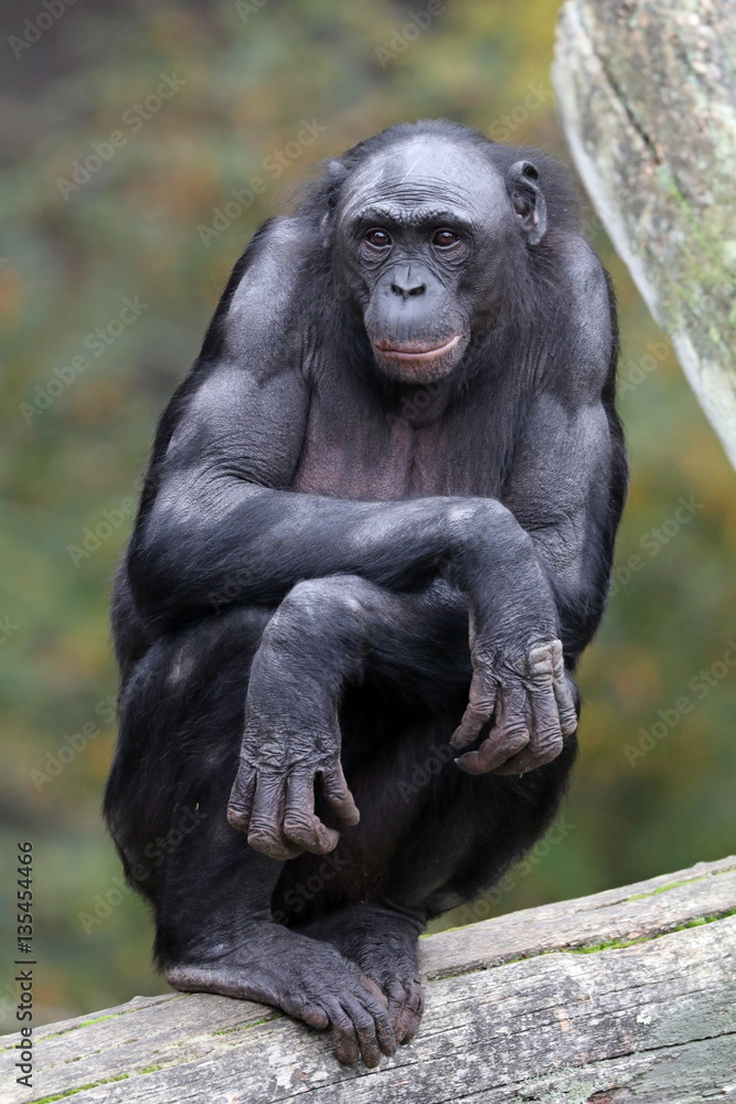 Fototapeta premium Bonobo
