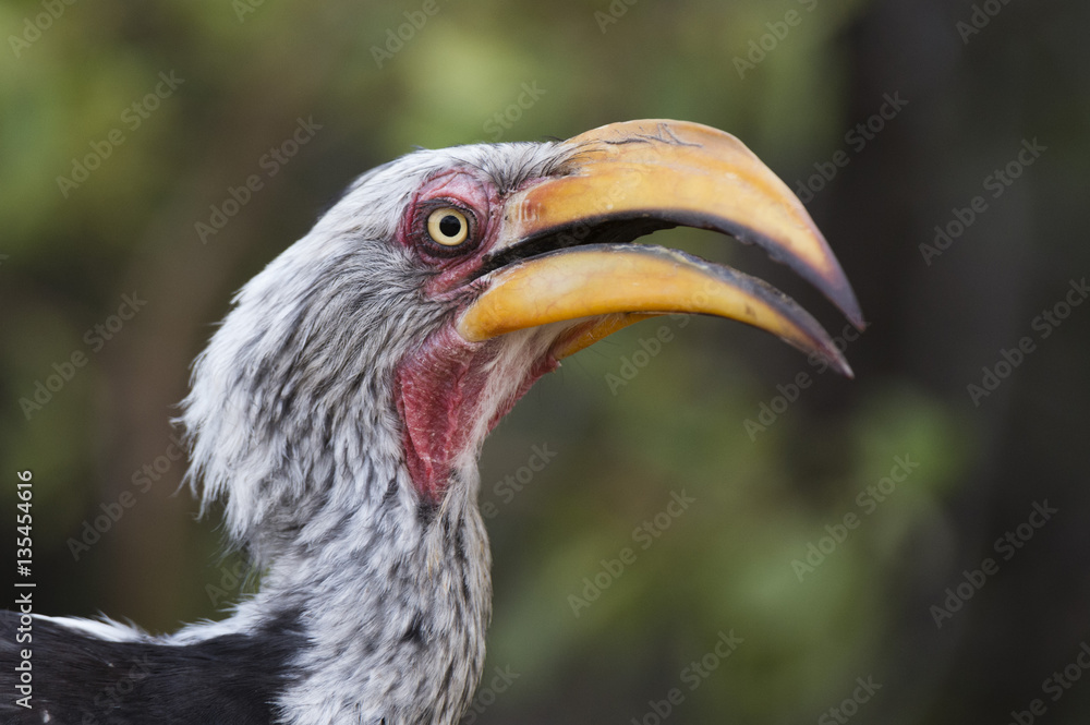 Close-up portrait of an eastern yellow-billed hornbill (Tockus flavirostris), Khwai Concession, Okavango Delta, Botswana Close-up portrait of an eastern yellow-billed hornbill (Tockus flavirostris), Khwai Concession, Okavango Delta, Botswana