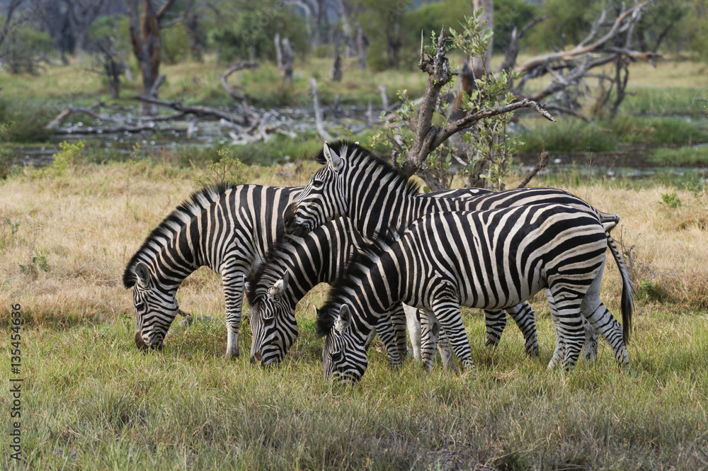 Burchell's zebra (Equus burchellii), Khwai Concession, Okavango Delta, Botswana Burchell's zebra (Equus burchellii), Khwai Concession, Okavango Delta, Botswana