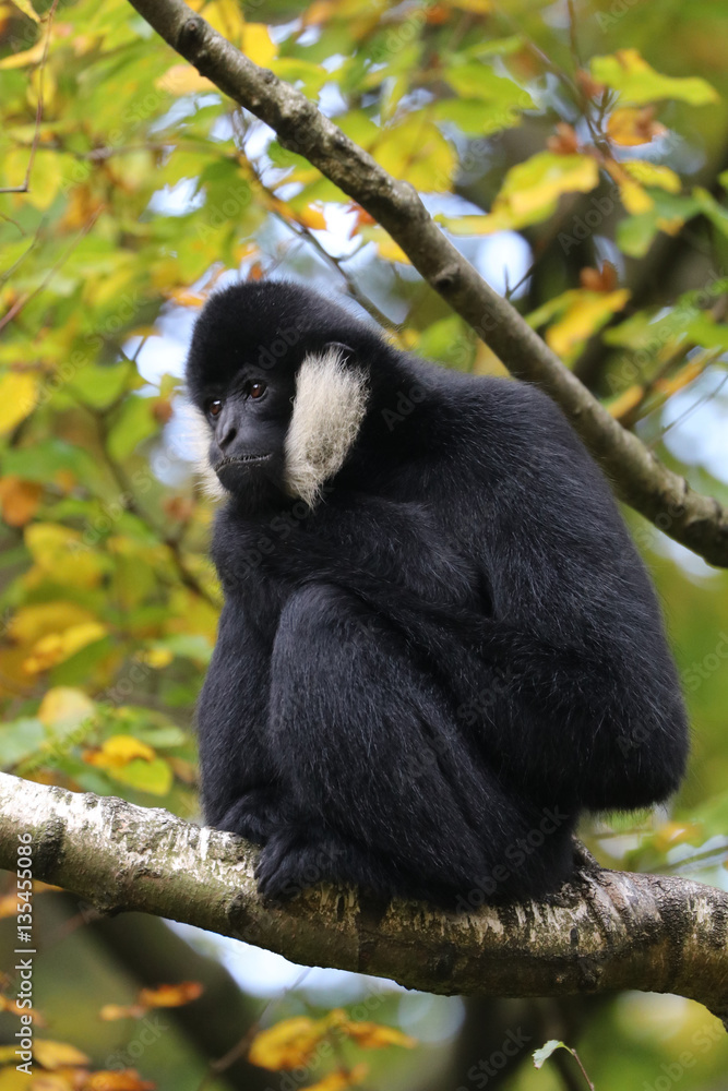 Naklejka premium Gibbon