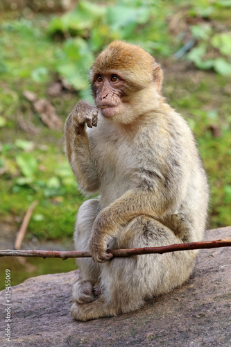 Berber monkey © Edwin Butter