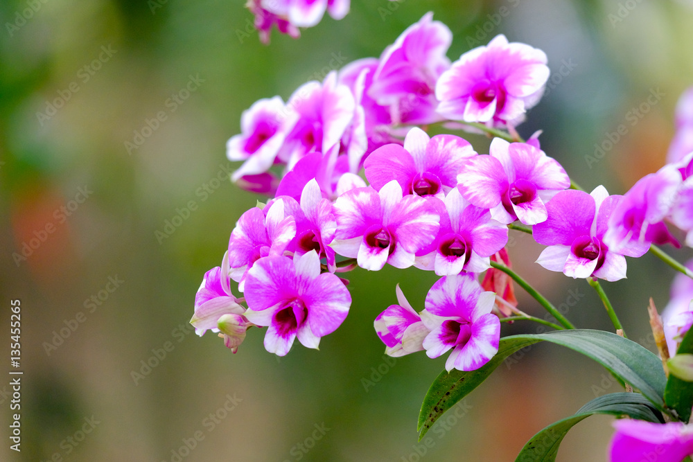 Orchid beautiful in garden at Thailand