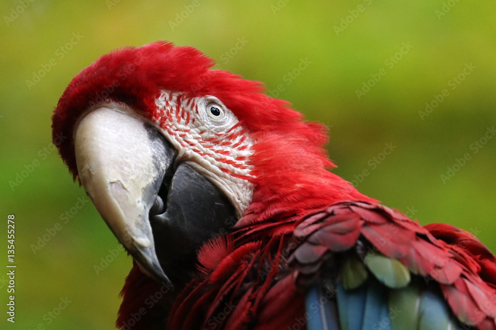 Macaw