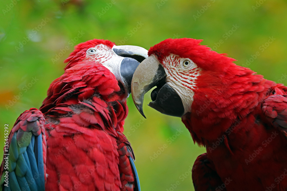 Fototapeta premium Macaw
