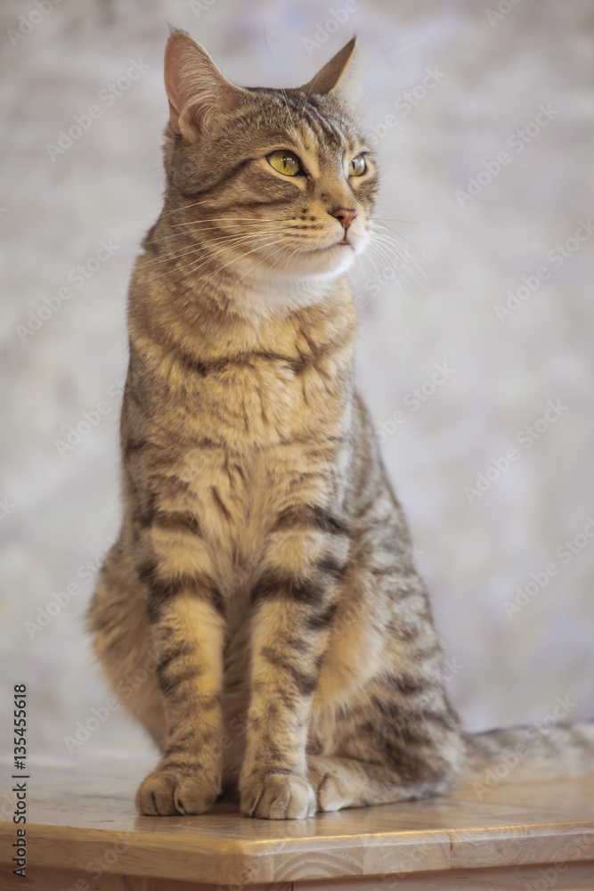 Fototapeta premium cat Cafe