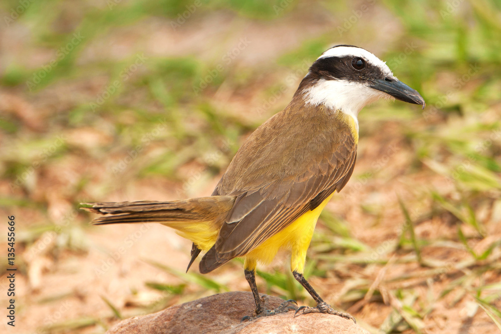 Fototapeta premium Schwefeltyrann